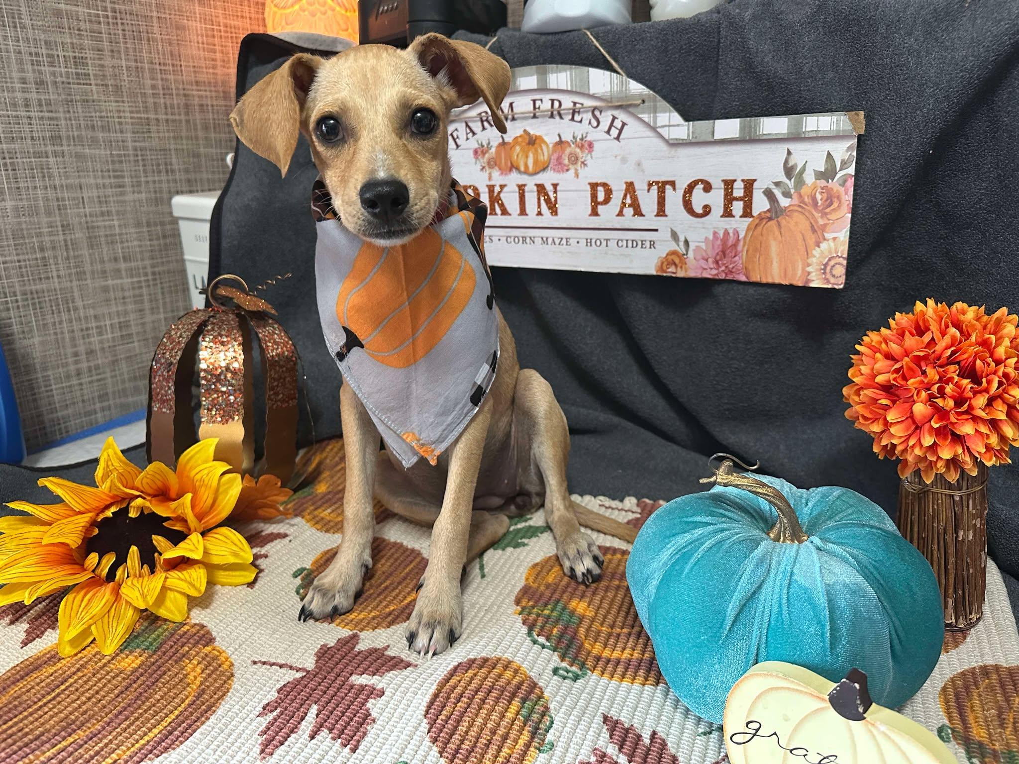 River, a Adoptable mixed breed in Blue Bell, PA image 3/6