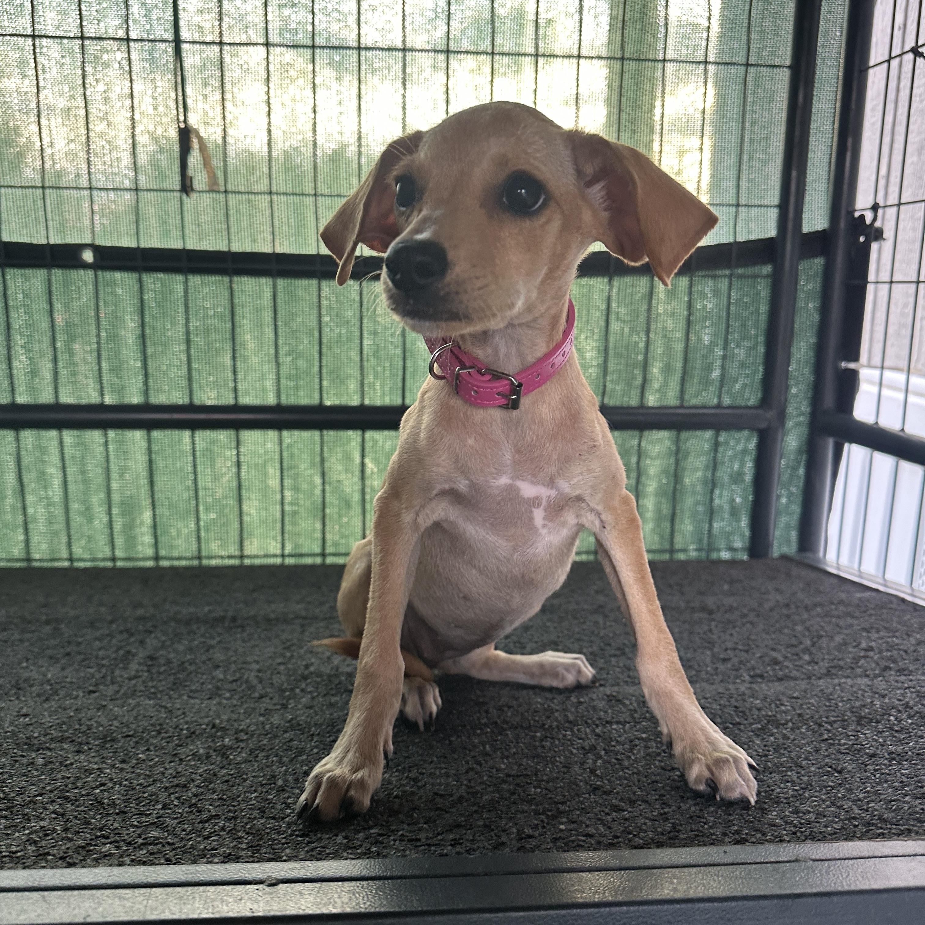 River, a Adoptable mixed breed in Blue Bell, PA image 4/6