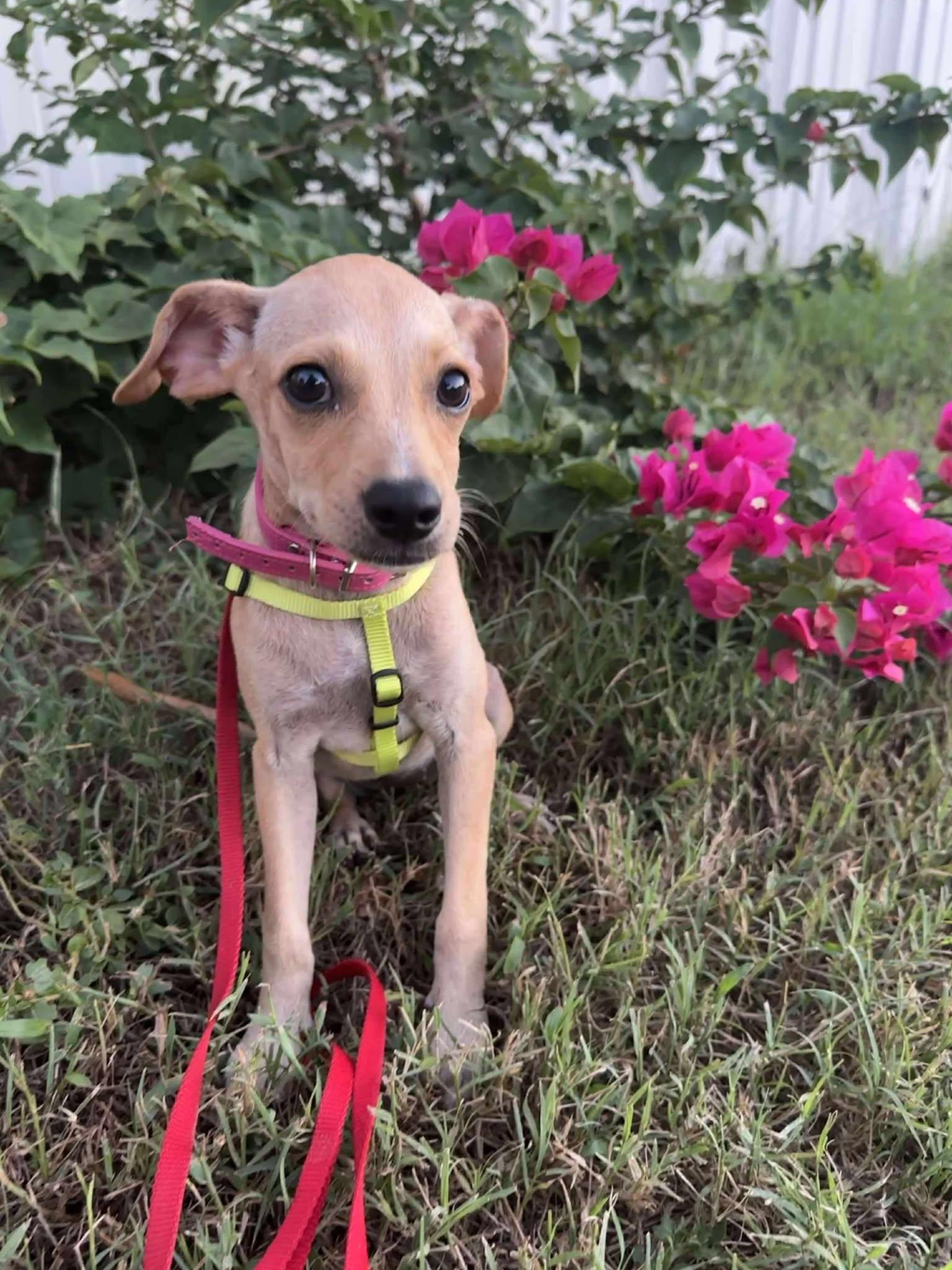 River, Adoptable, Puppy Female Chihuahua.