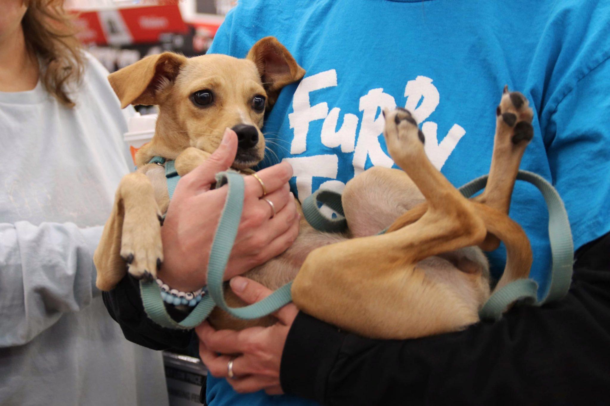 River, a Adoptable mixed breed in Blue Bell, PA image 2/6