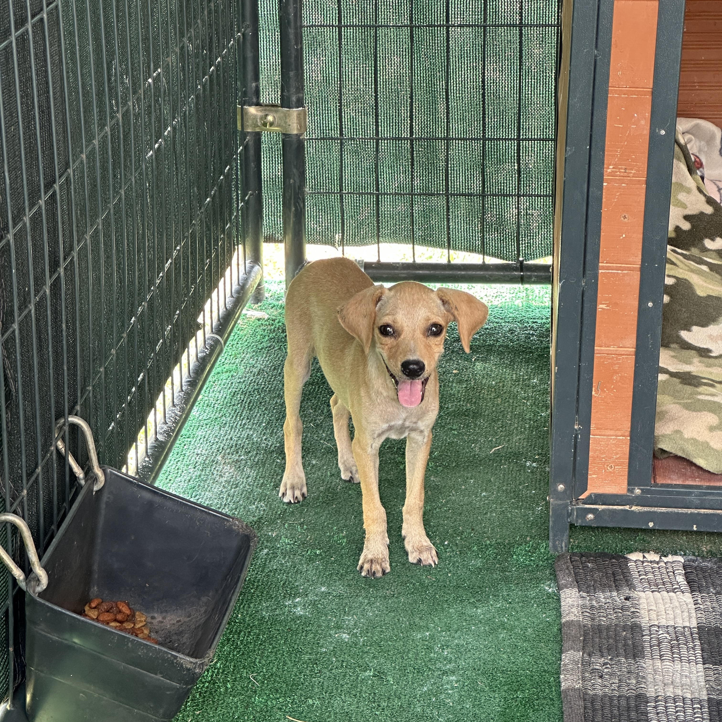 River, a Adoptable mixed breed in Blue Bell, PA image 6/6