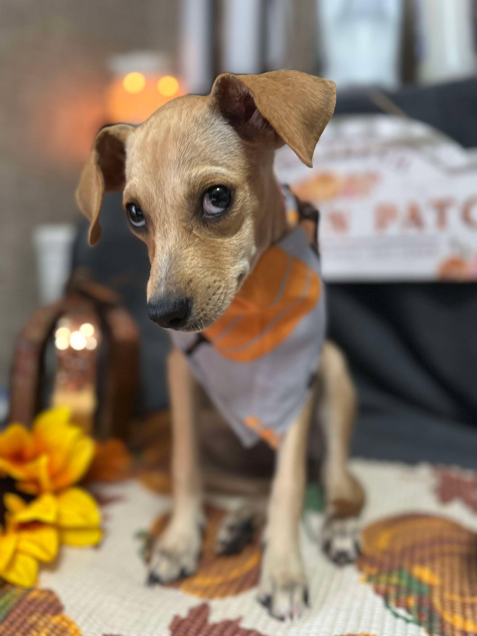 River, a Adoptable mixed breed in Blue Bell, PA image 5/6