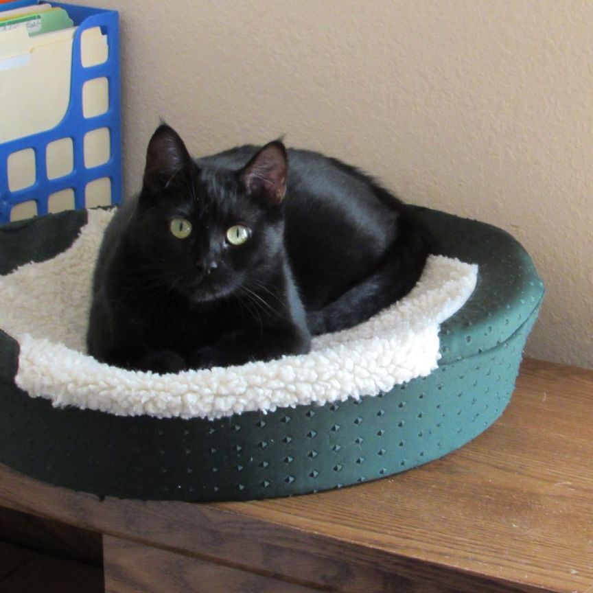 EDIE (EDITH), Adoptable, Adult Female Domestic Short Hair.