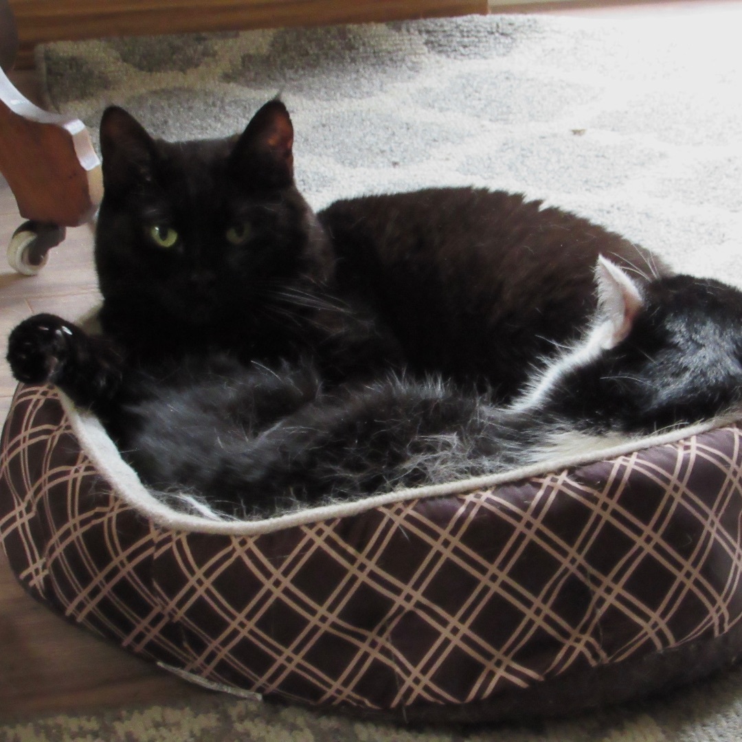 EDIE (EDITH), a Adoptable Domestic Short Hair in Puyallup, WA image 2/5