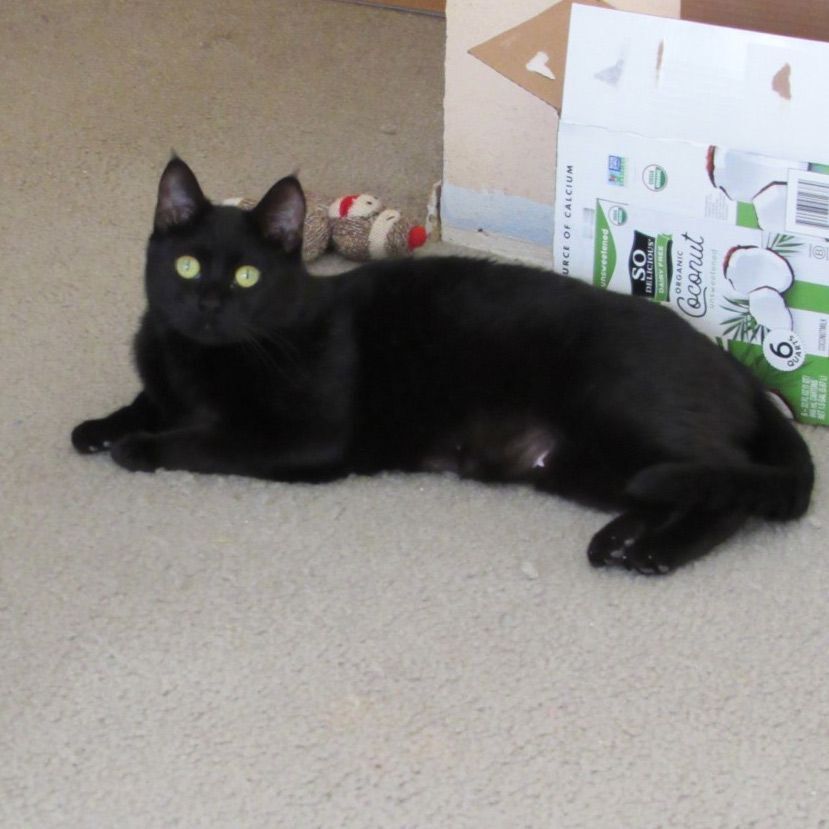 EDIE (EDITH), a Adoptable Domestic Short Hair in Puyallup, WA image 3/5