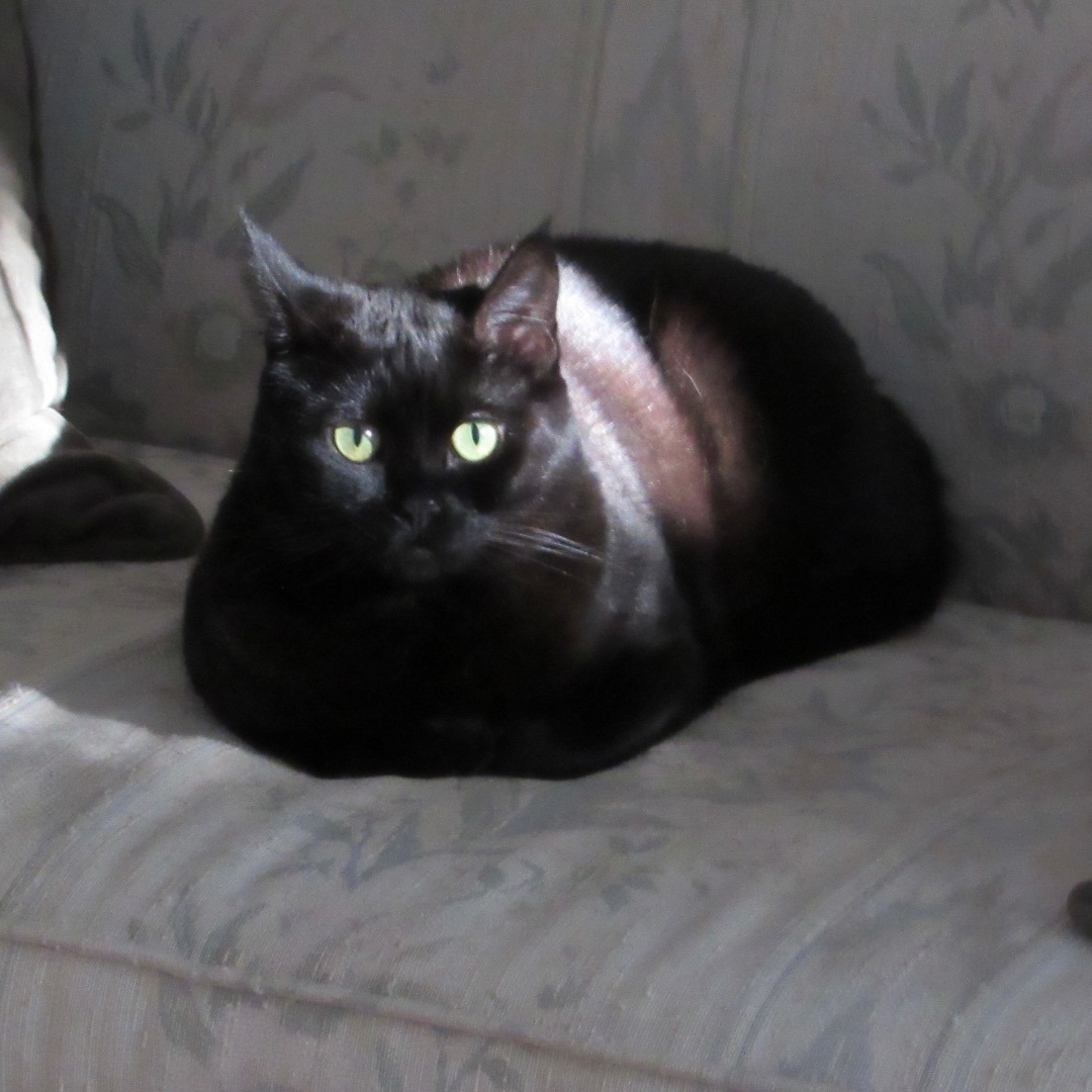 EDIE (EDITH), a Adoptable Domestic Short Hair in Puyallup, WA image 4/5