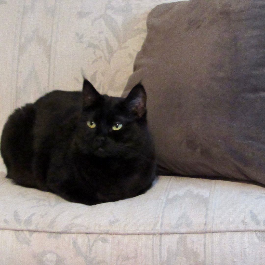 EDIE (EDITH), a Adoptable Domestic Short Hair in Puyallup, WA image 5/5