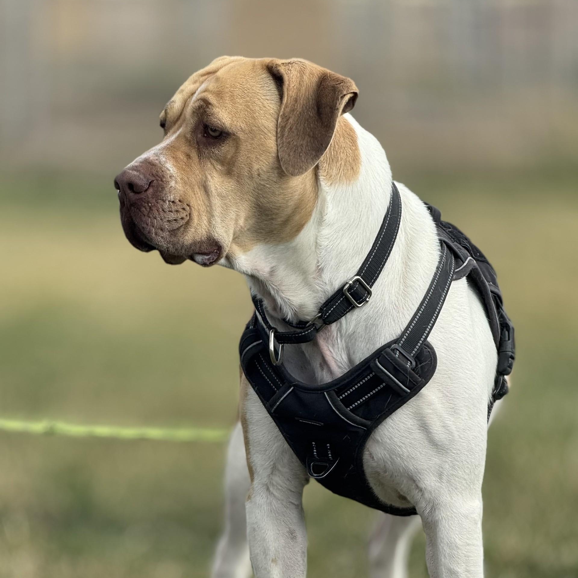 Milo, an adoptable American Staffordshire Terrier in Driggs, ID, 83422 | Photo Image 4