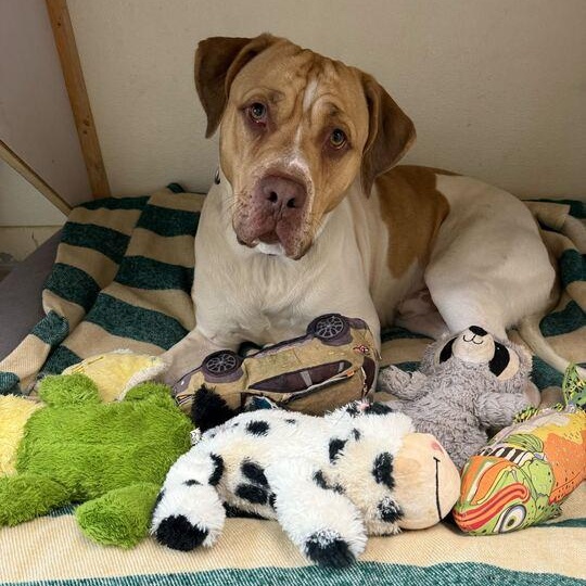 Milo, Young Male American Staffordshire Terrier