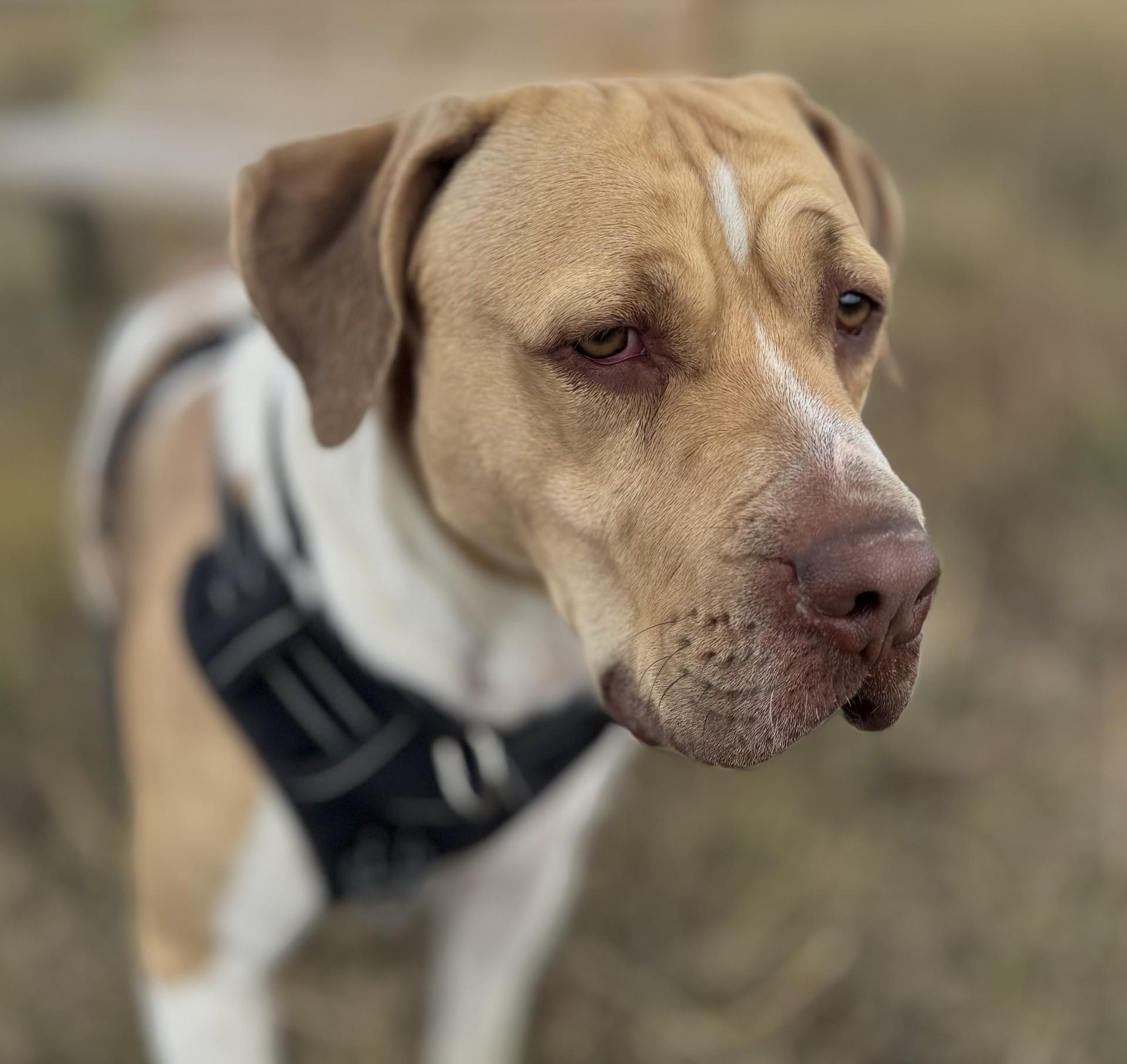 Milo, an adoptable American Staffordshire Terrier in Driggs, ID, 83422 | Photo Image 3