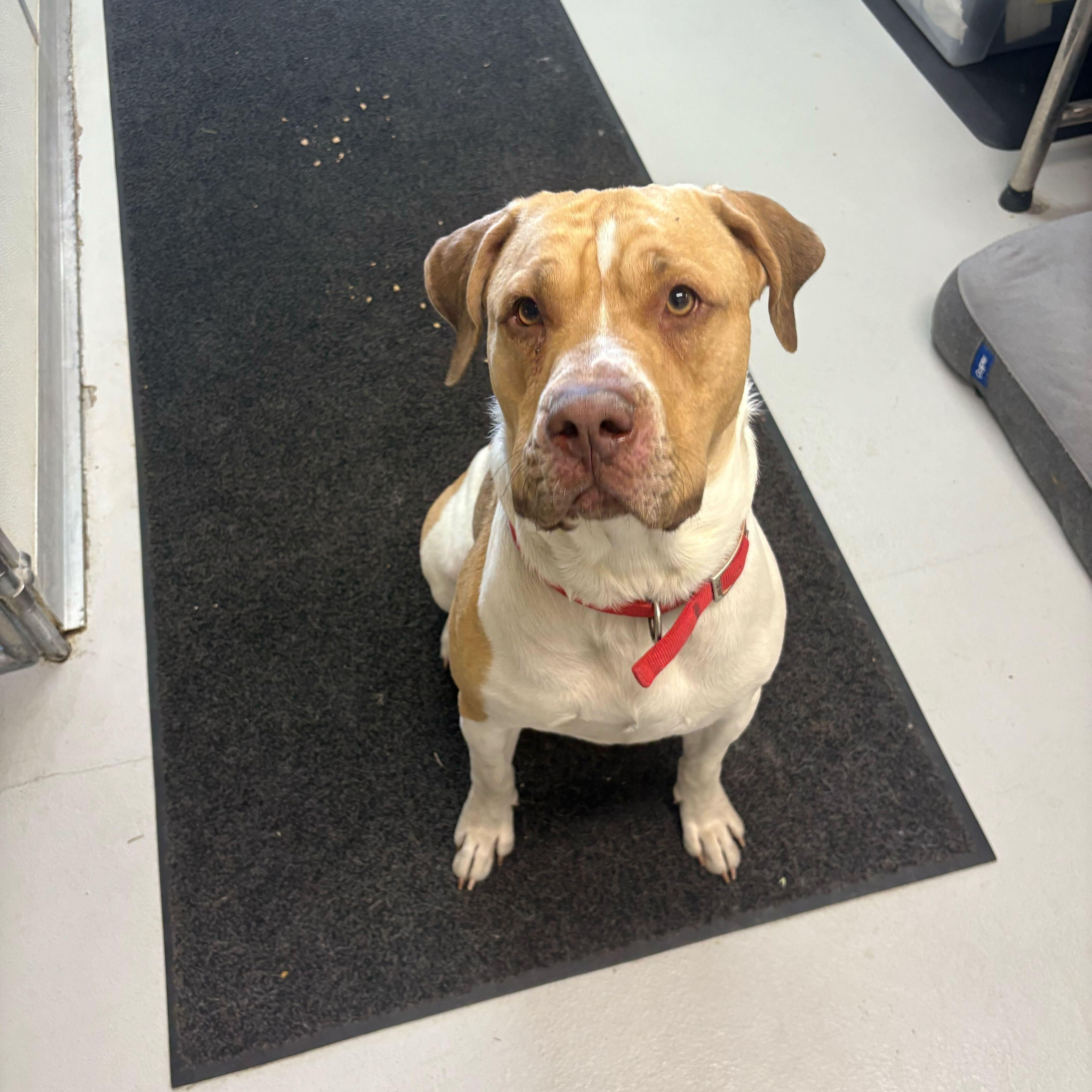 Milo, an adoptable American Staffordshire Terrier in Driggs, ID, 83422 | Photo Image 2