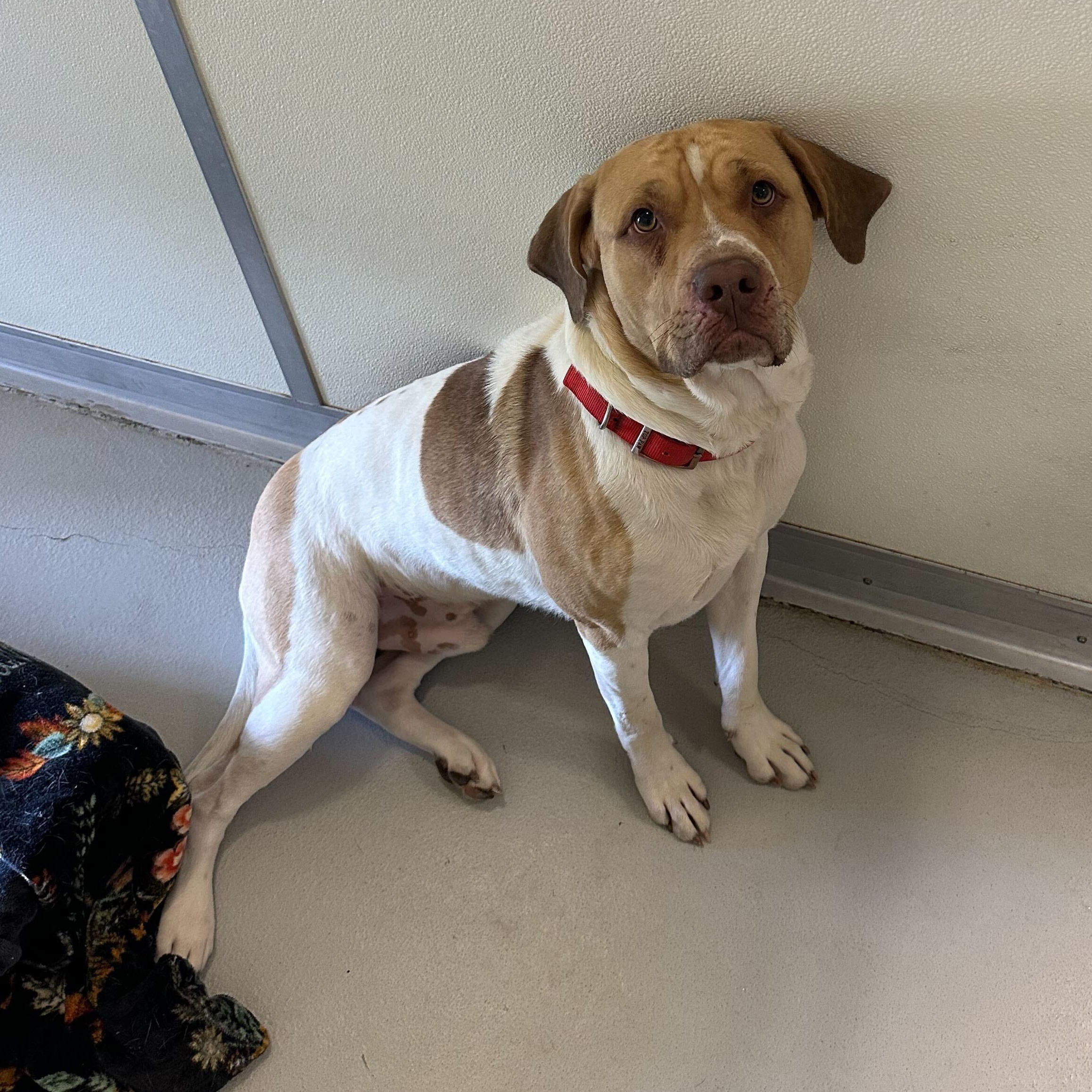 Milo, an adoptable American Staffordshire Terrier in Driggs, ID, 83422 | Photo Image 3