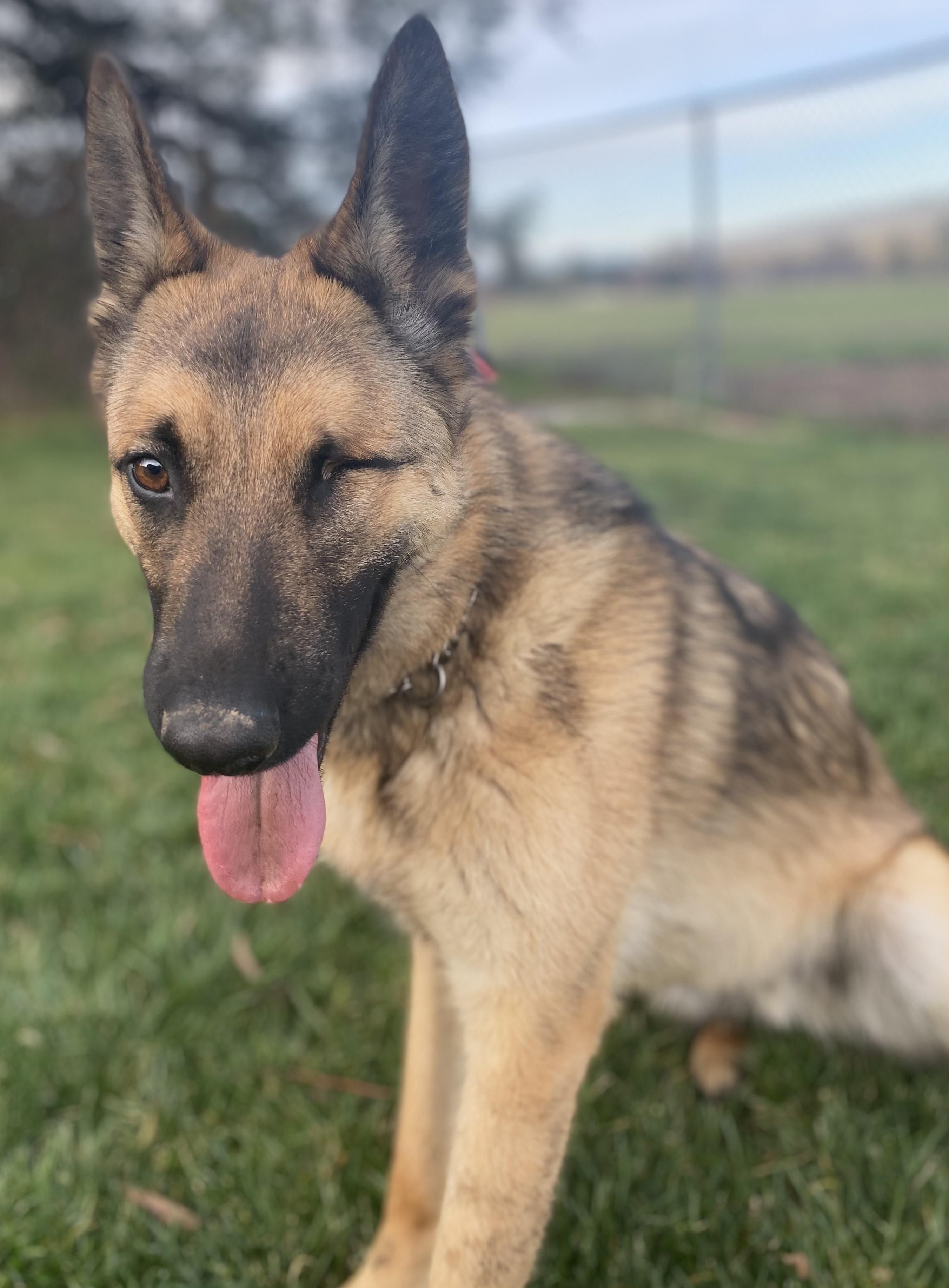 Forrest, a Adoptable mixed breed in Vancouver, WA image 2/6