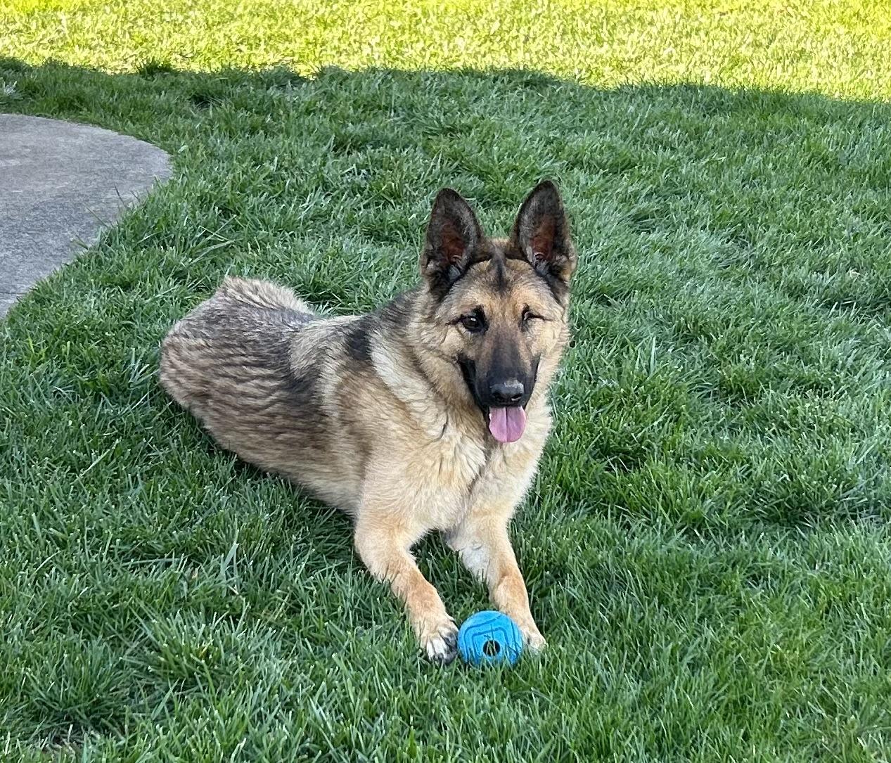 Forrest, a Adoptable mixed breed in Vancouver, WA image 5/6
