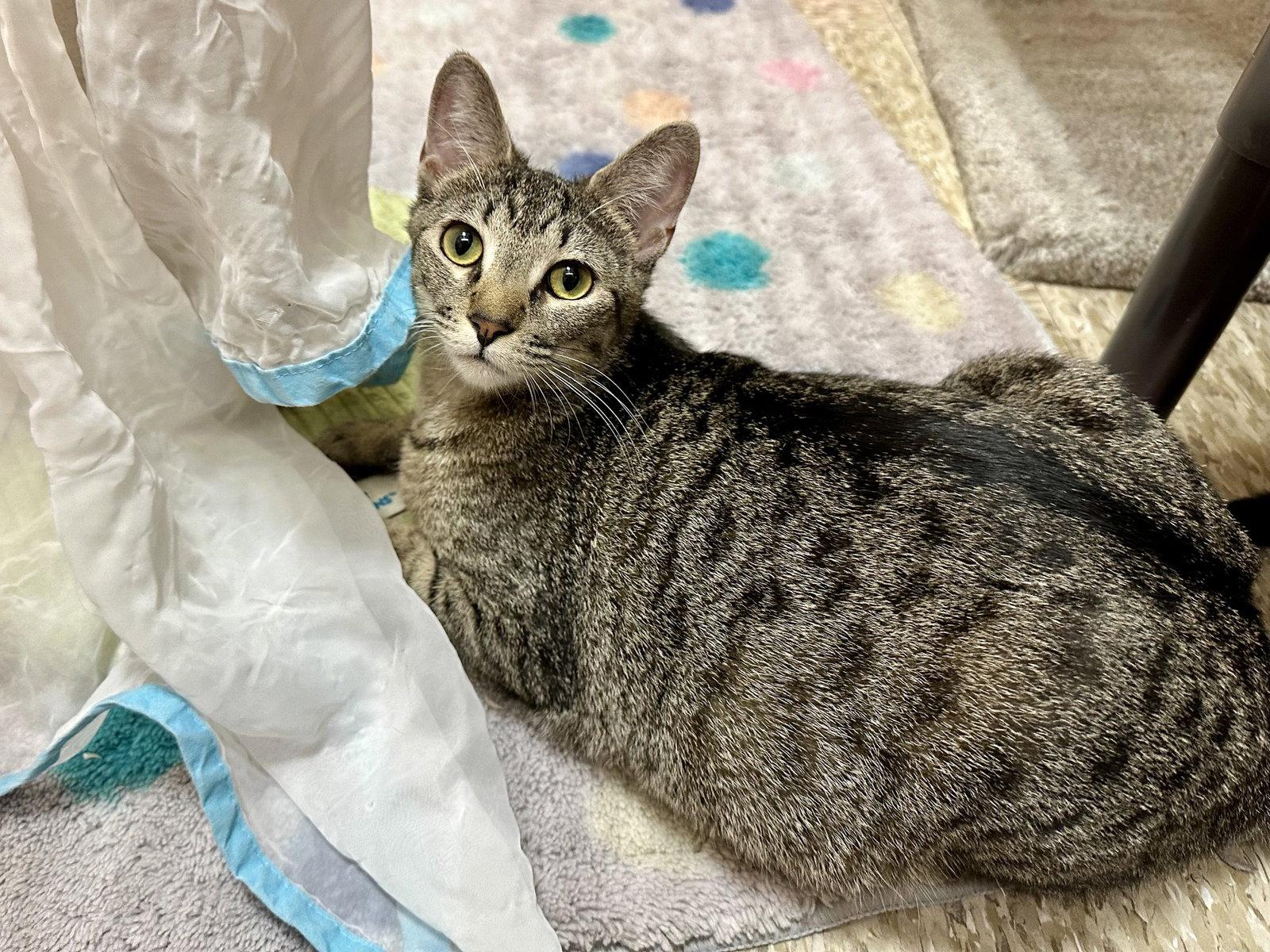 Whiskers, Adoptable, Young Female Domestic Short Hair.