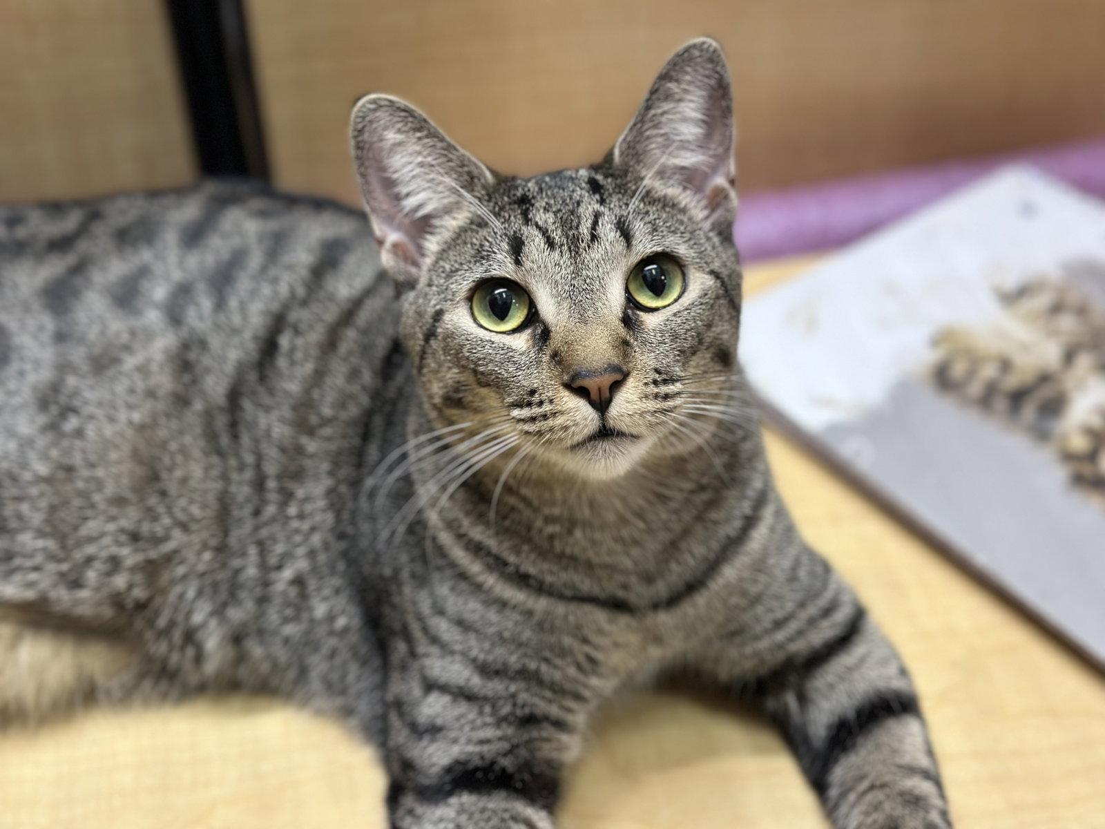 Whiskers, Adoptable, Young Female Domestic Short Hair.