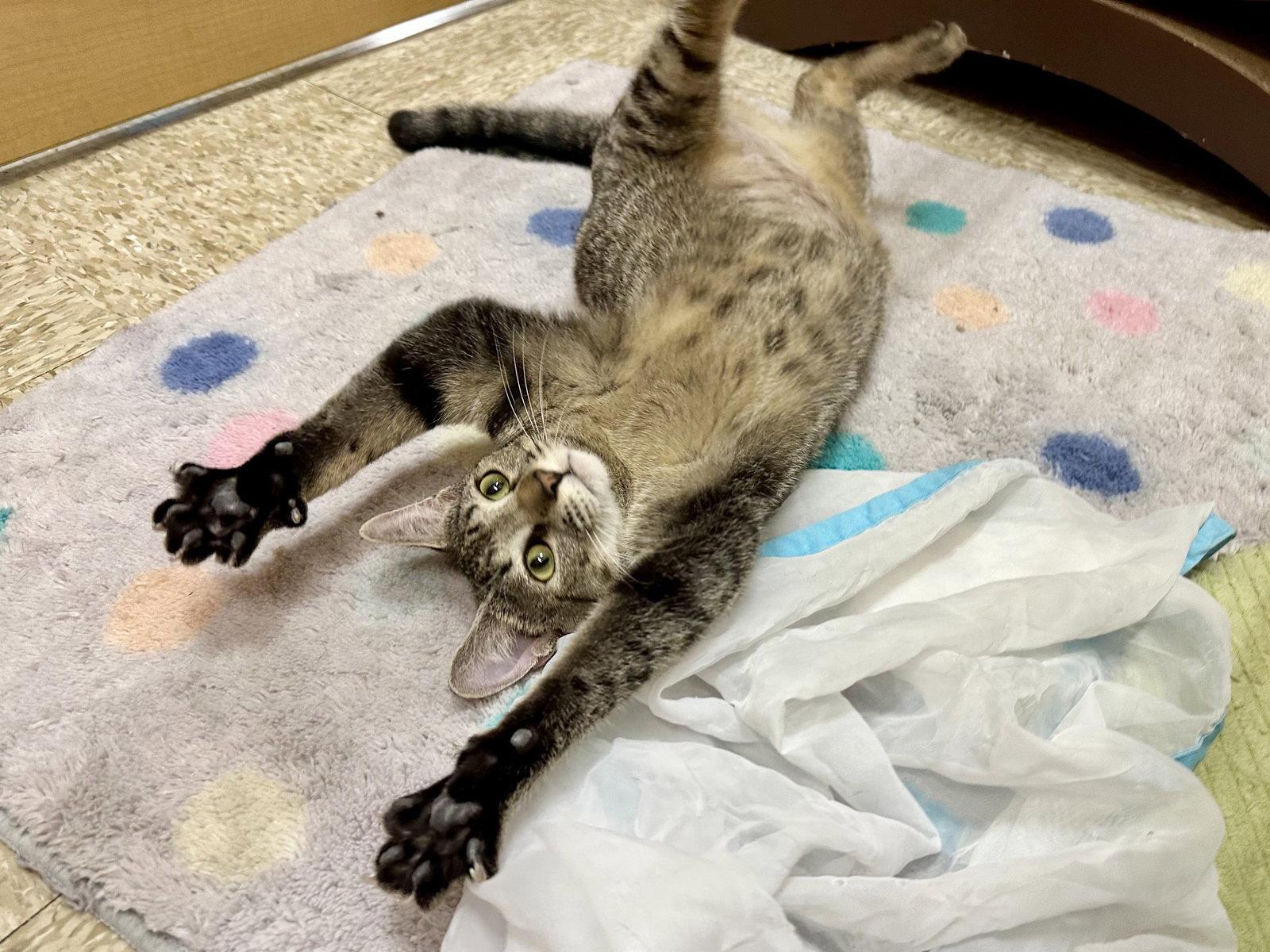 Enlarge Whiskers, a Adoptable Domestic Short Hair in Mission Viejo, CA image 2/3