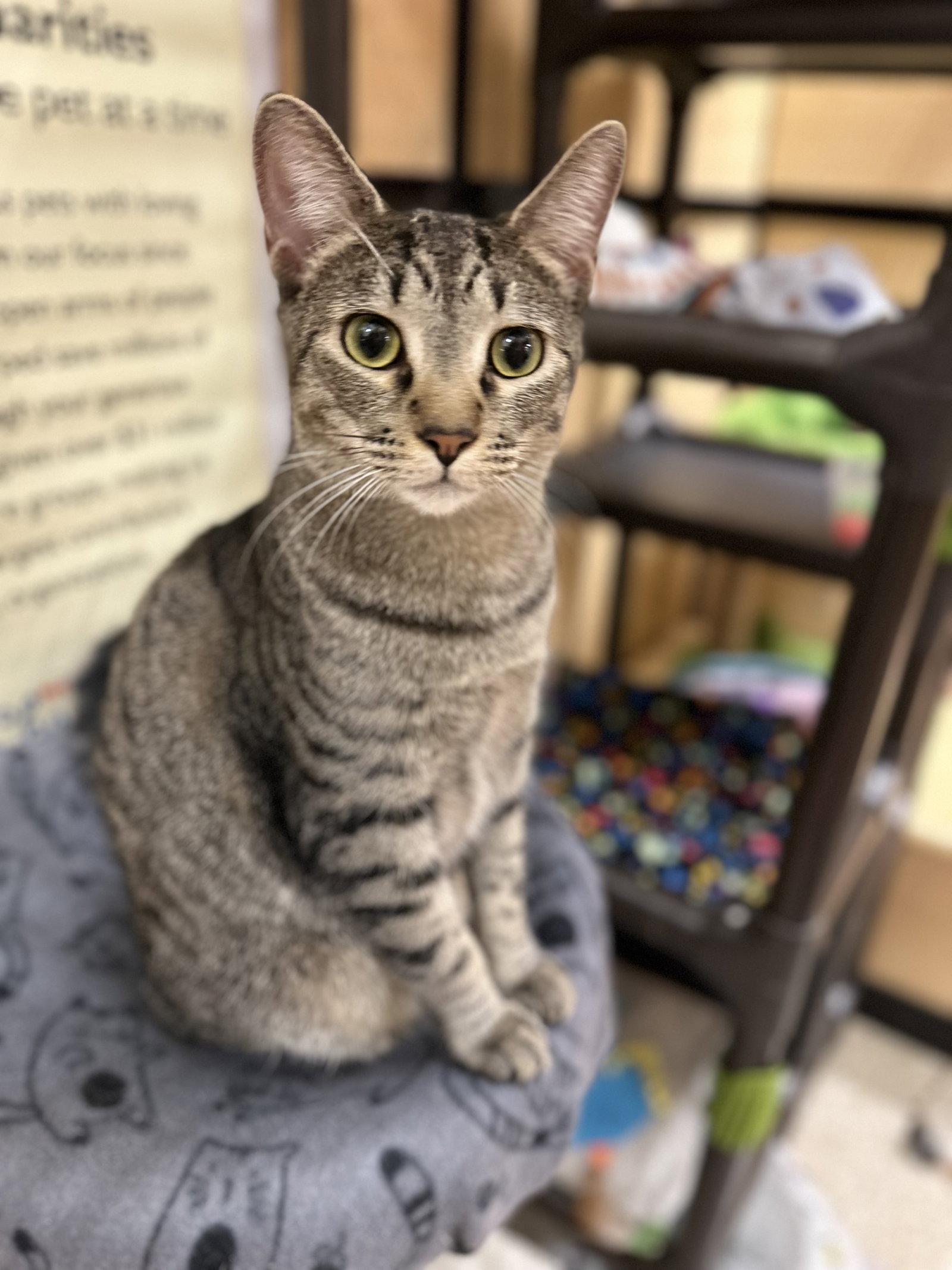 Enlarge Whiskers, a Adoptable Domestic Short Hair in Mission Viejo, CA image 2/3