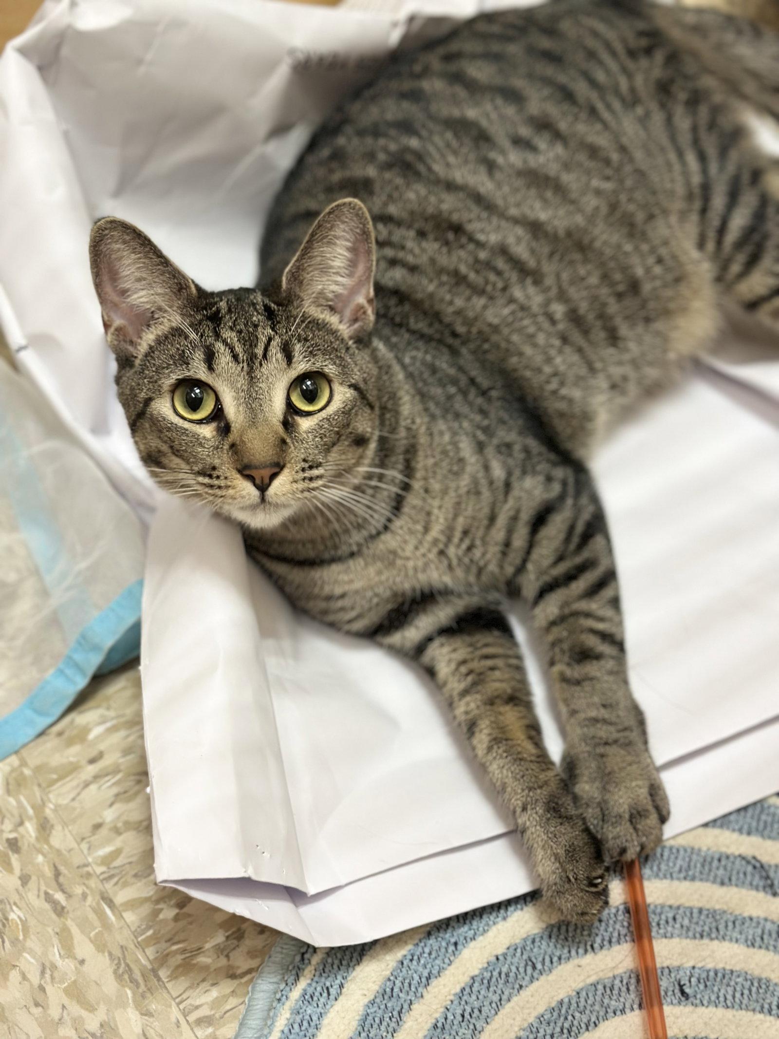 Enlarge Whiskers, a Adoptable Domestic Short Hair in Mission Viejo, CA image 3/3