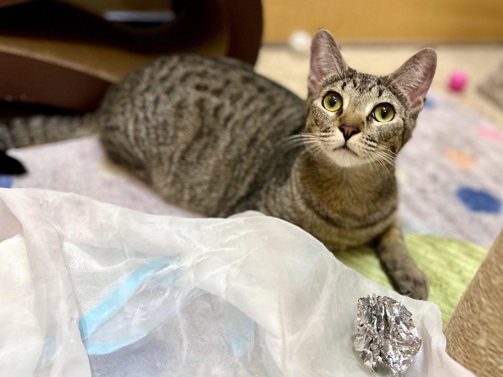Enlarge Whiskers, a Adoptable Domestic Short Hair in Mission Viejo, CA image 3/3
