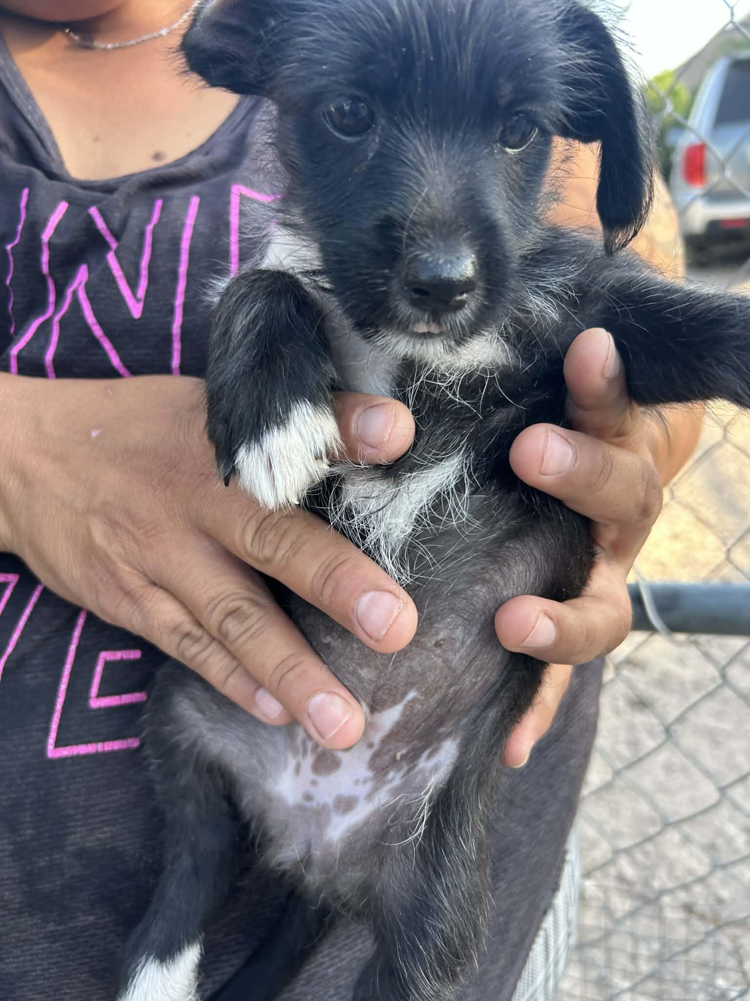 Enlarge Misty (Coming Soon), a ADOPTABLE mixed breed in Gainesville, VA image 1/1