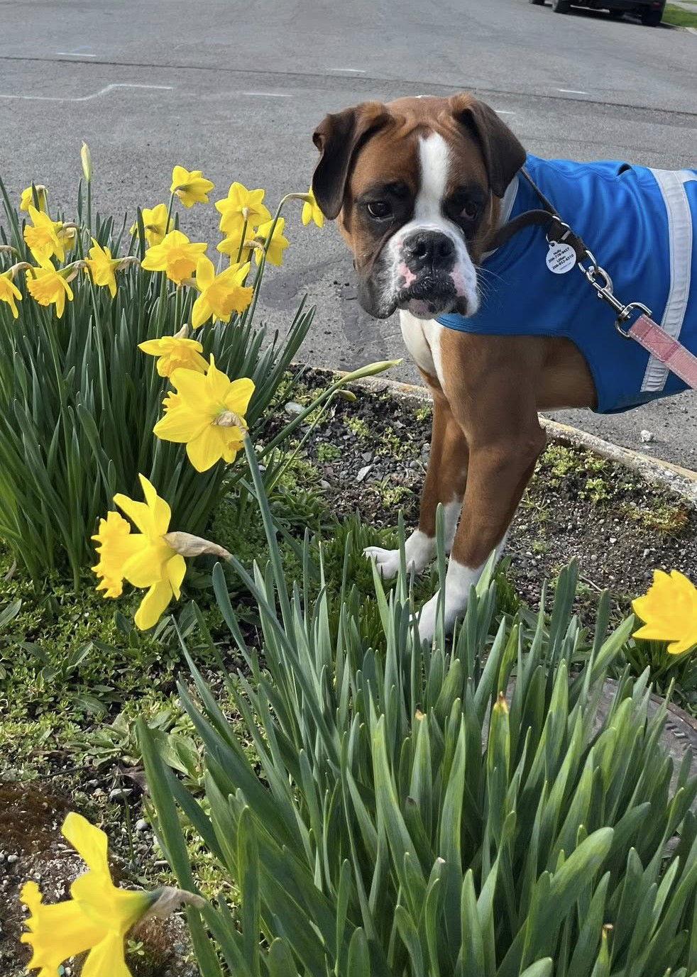 Enlarge Lucy, a Adopted Boxer in Stanwood, WA image 1/3