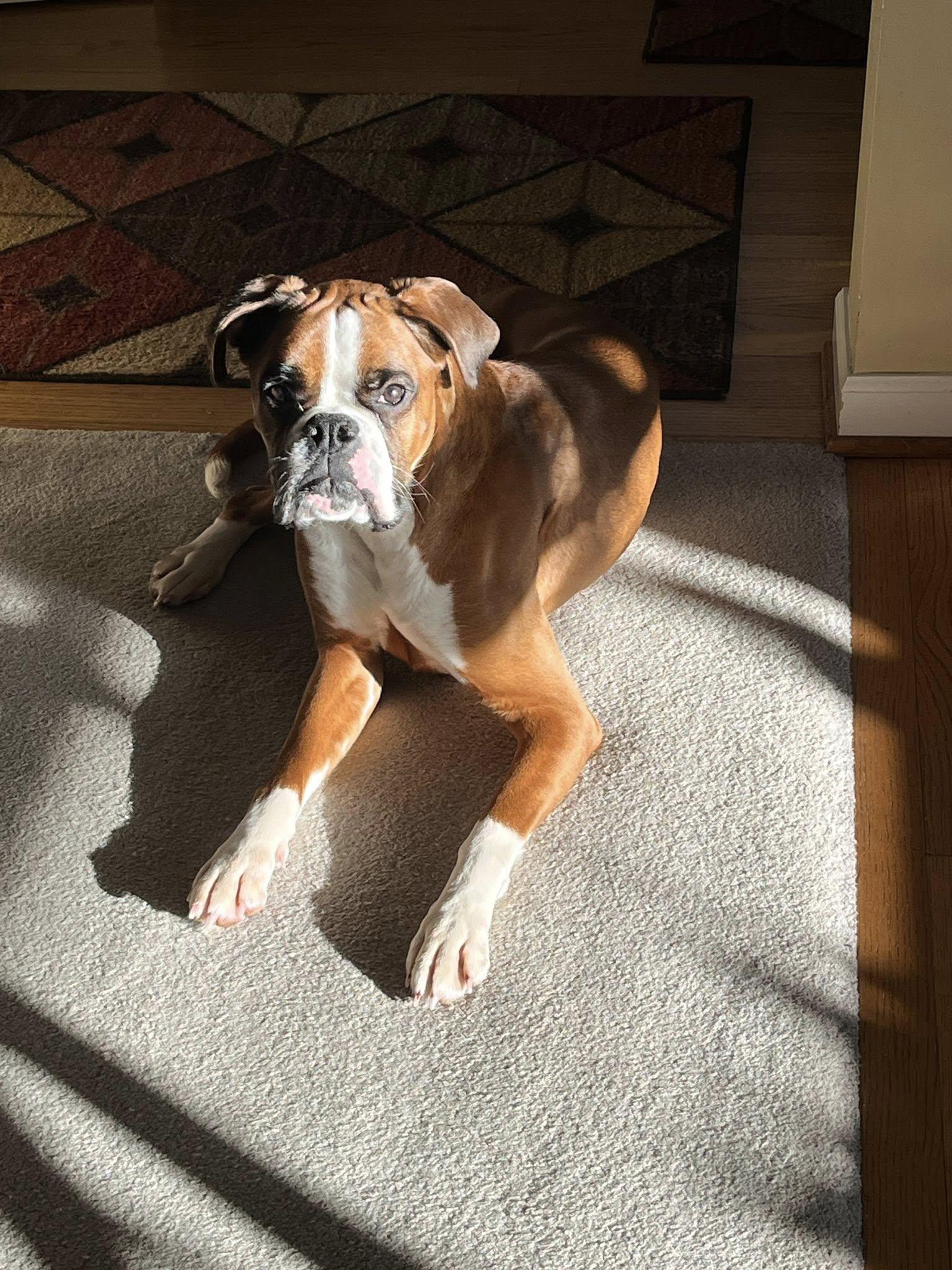 Enlarge Lucy, a Adopted Boxer in Stanwood, WA image 2/3