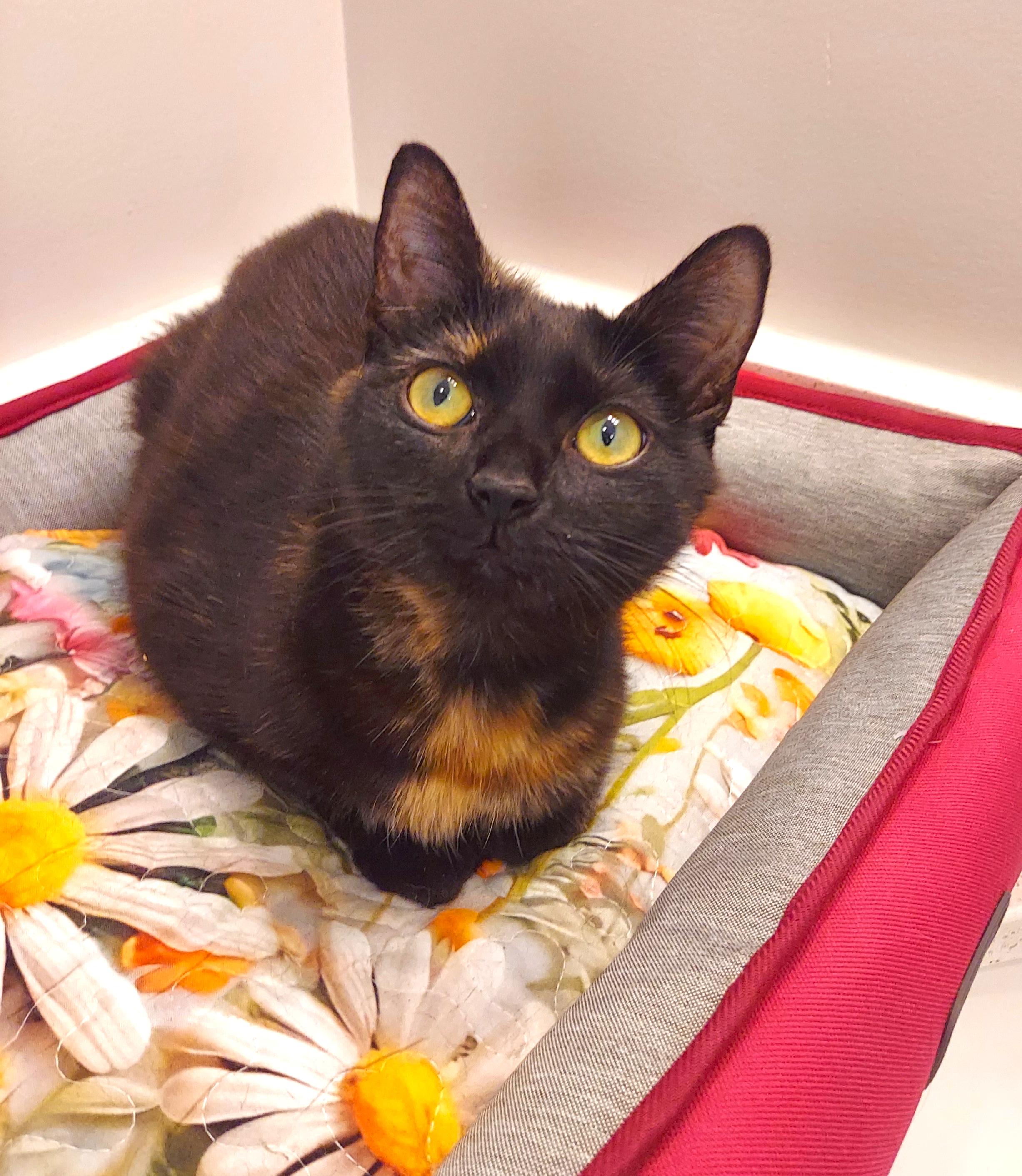 "Toffee" the Tween Kitten with a Heart of Gold, Adopted, Young Female Tortoiseshell & Domestic Short Hair.