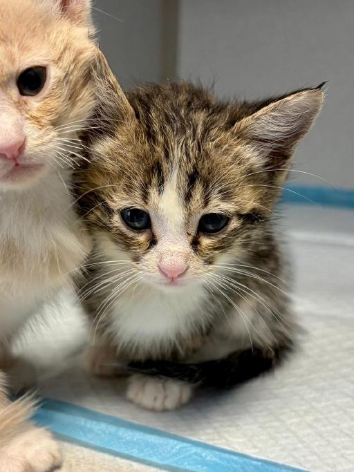 Yuki, Adoptable, Kitten Male Domestic Short Hair.