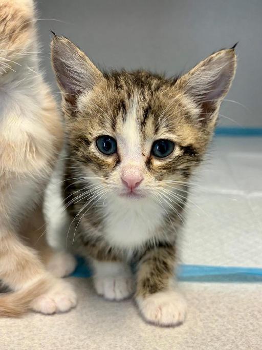 Enlarge Yuki, a Adoptable Domestic Short Hair in Winter Haven, FL image 2/2