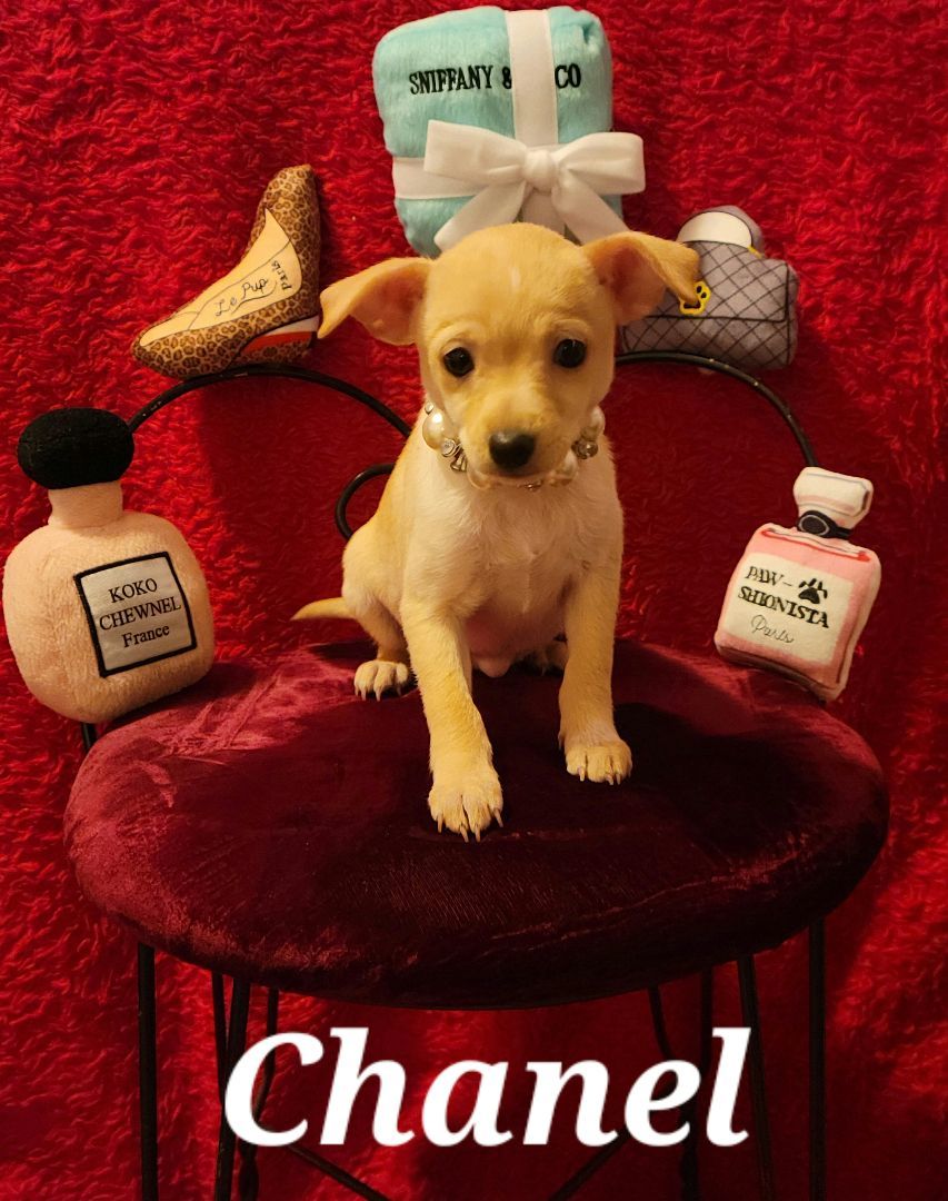 Chanel, a Adopted mixed breed in Oakdale, CA image 1/7