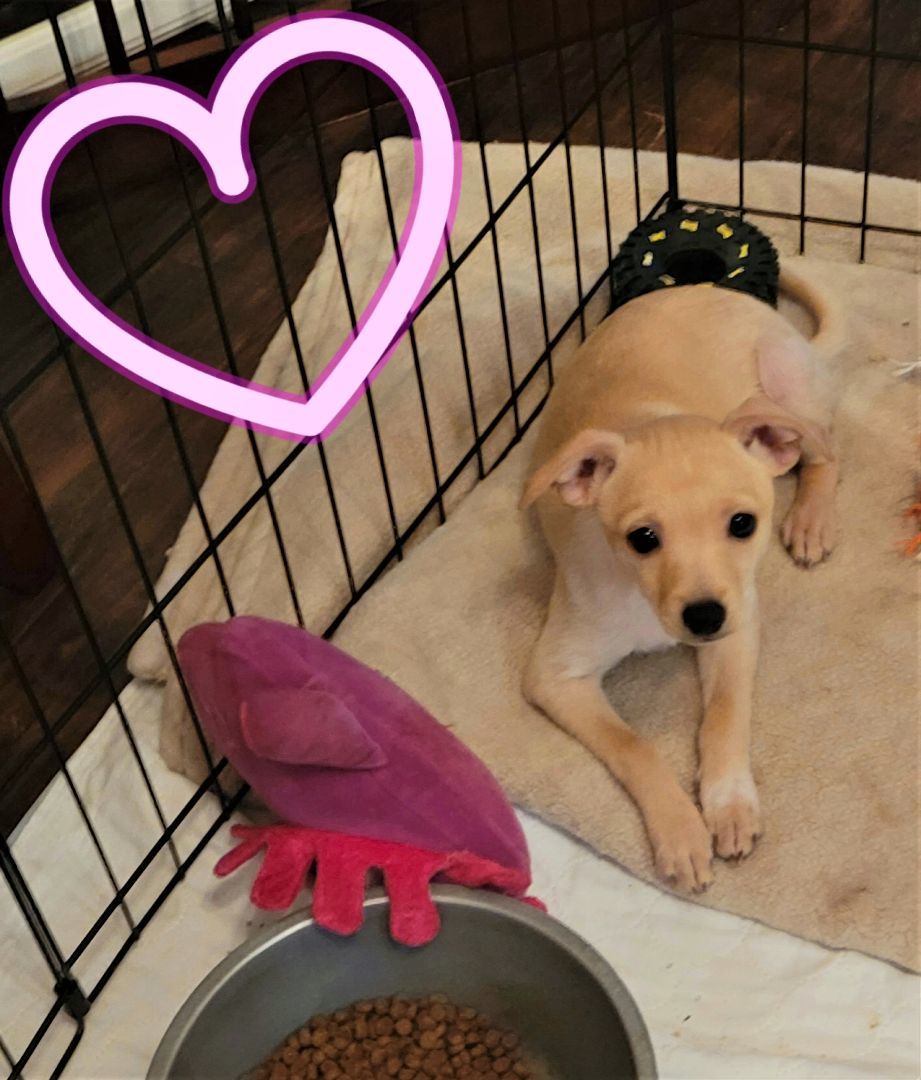 Chanel, a Adopted mixed breed in Oakdale, CA image 2/7