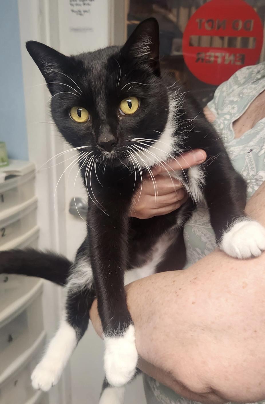 Bella, adopted, Young Female Domestic Short Hair.