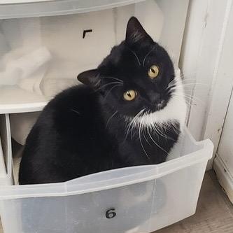 Enlarge Bella, an adopted Domestic Short Hair in Colonia, NJ image 2/2