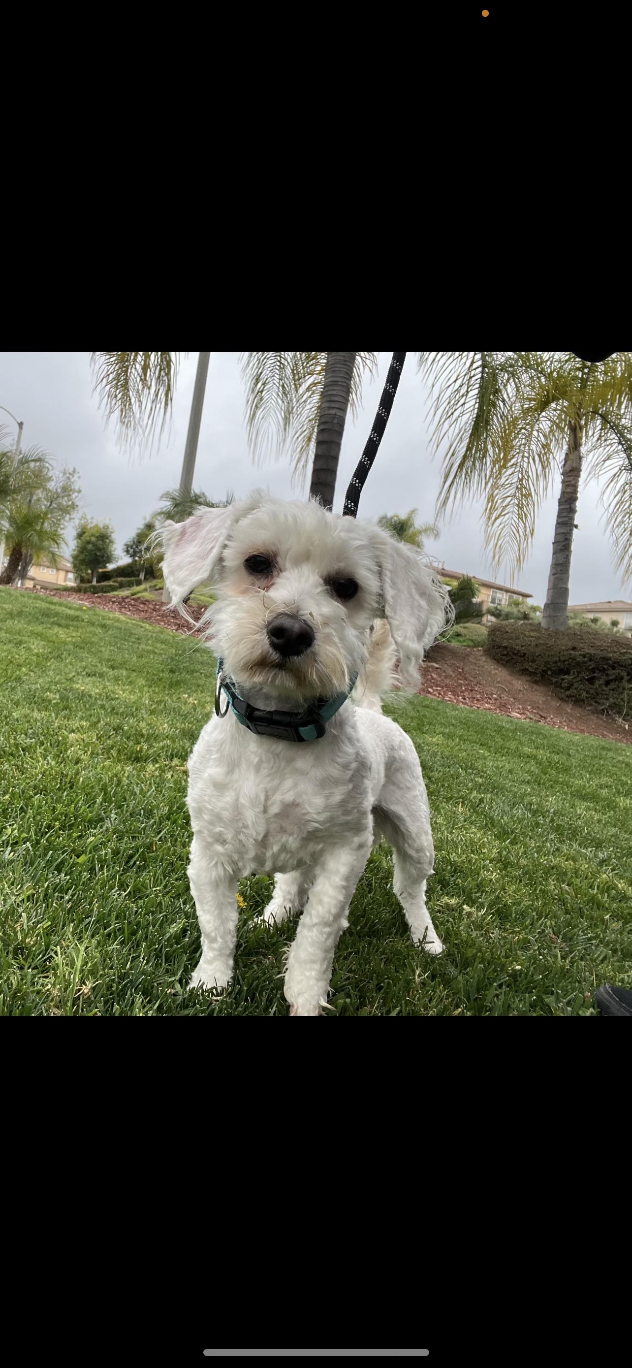 Charlie  The Spunky thumbnail 2