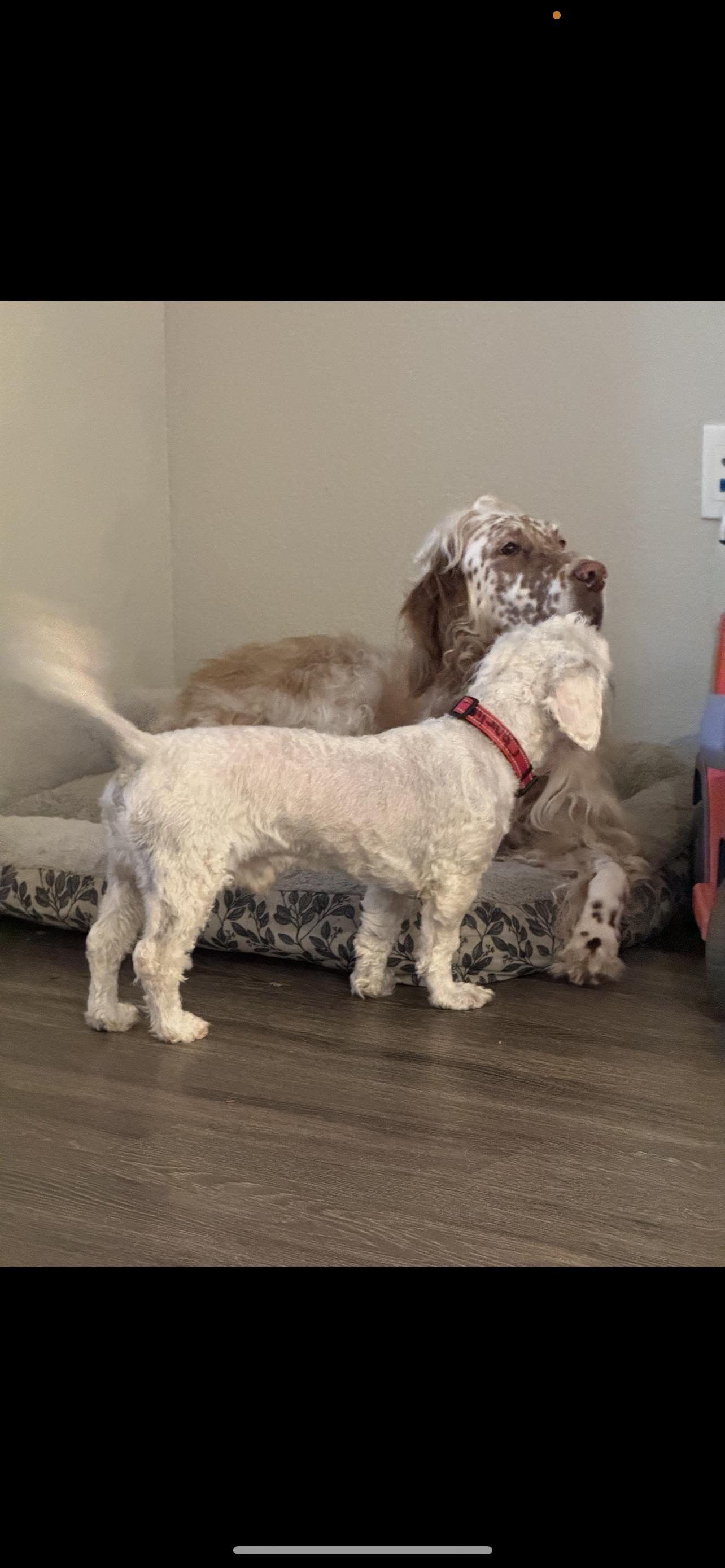 Charlie - The Spunky Boy, a Adoptable Maltipoo in North Hollywood , CA image 2/4