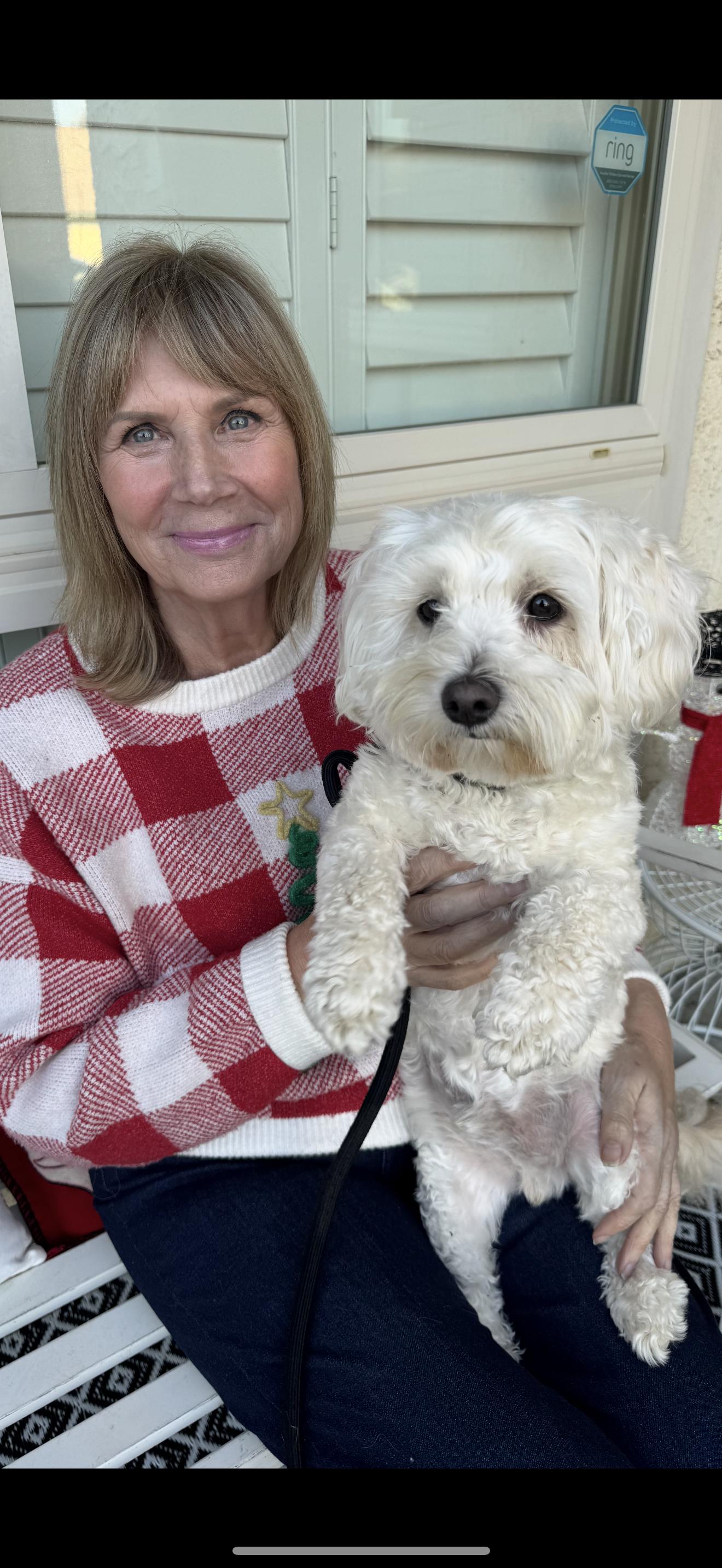 Charlie - The Spunky Boy, Adoptable, Adult Male Maltipoo.