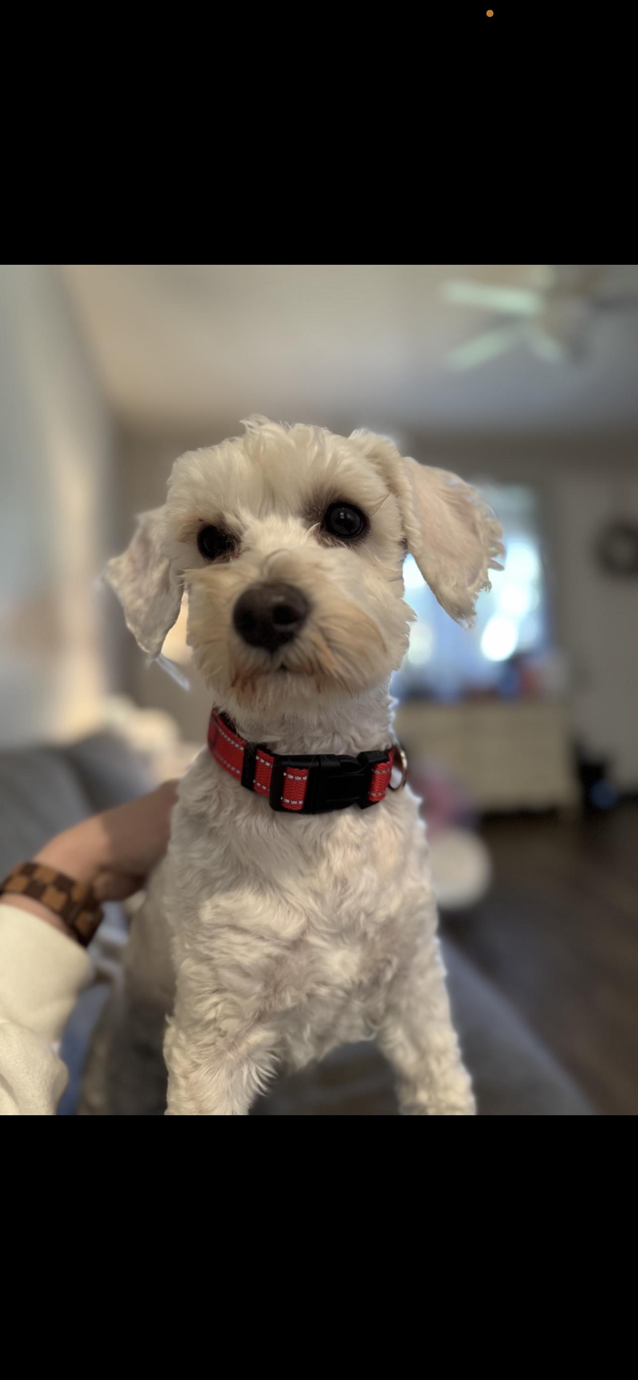 Charlie - The Spunky Boy, Adoptable, Adult Male Maltipoo.