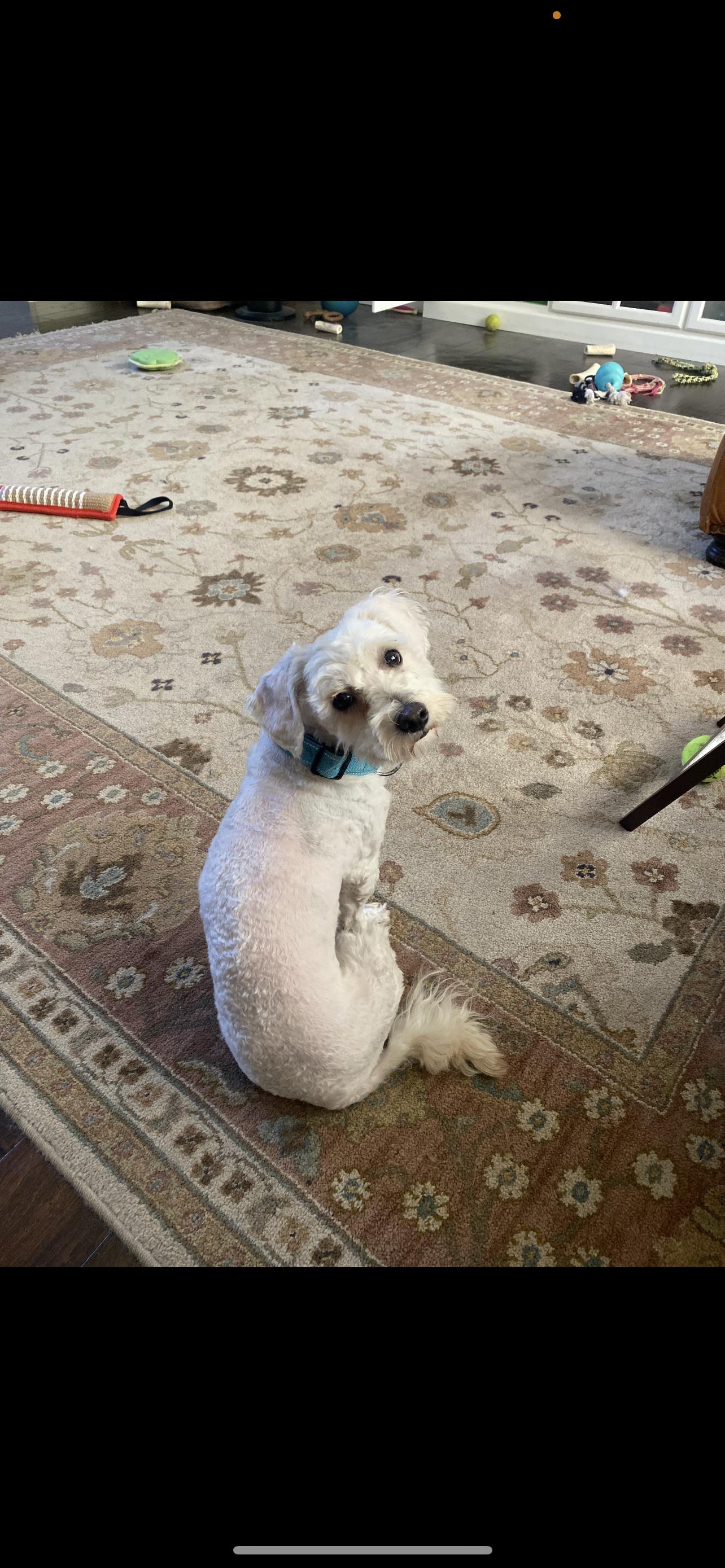 Charlie - The Spunky Boy, a Adoptable Maltipoo in North Hollywood , CA image 3/4