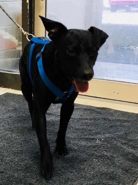 Enlarge Spud, a Adoptable Pit Bull Terrier in New Manchester, WV image 1/1