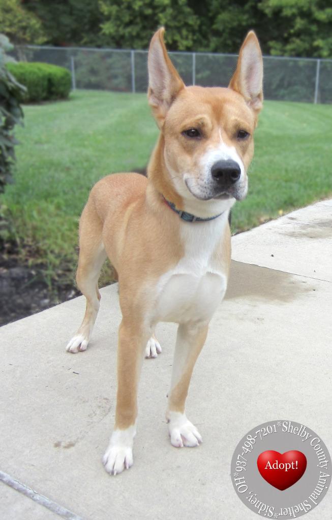 Forest Yrly 357, Adoptable, Young Male Carolina Dog.