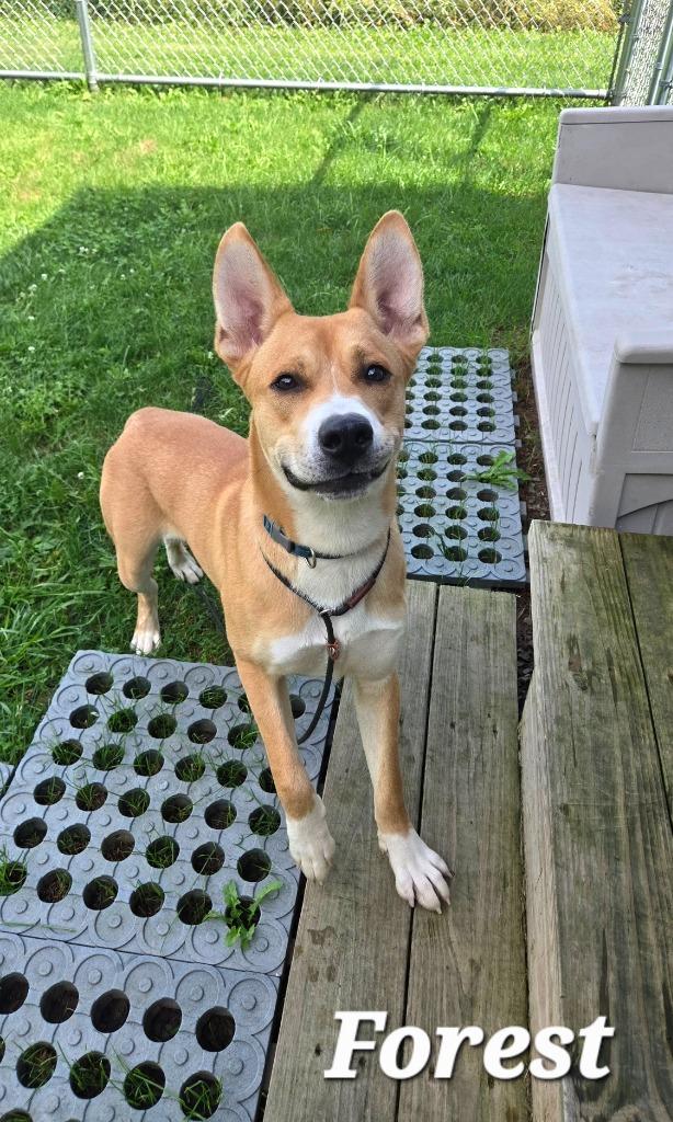 Enlarge Forest Yrly 357, a Adoptable mixed breed in Sidney, OH image 2/6