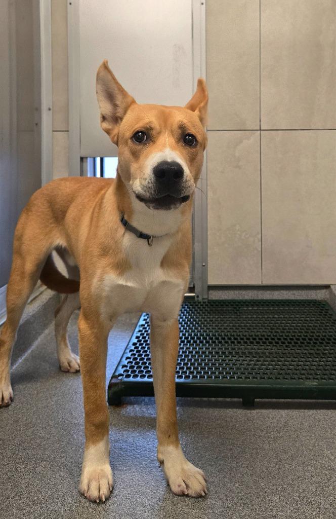 Enlarge Forest Yrly 357, a Adoptable mixed breed in Sidney, OH image 3/6