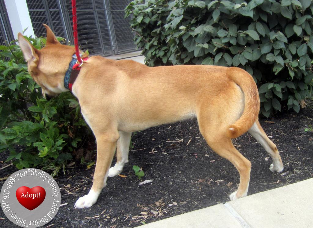 Enlarge Forest Yrly 357, a Adoptable mixed breed in Sidney, OH image 4/6