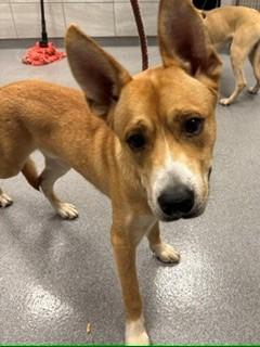 Enlarge Forest Yrly 357, a Adoptable mixed breed in Sidney, OH image 5/6