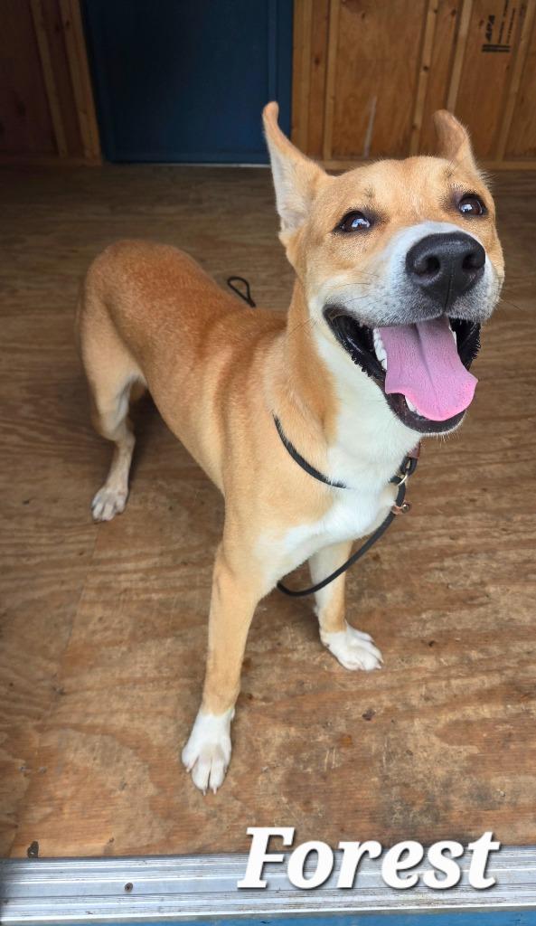 Enlarge Forest Yrly 357, a Adoptable mixed breed in Sidney, OH image 6/6
