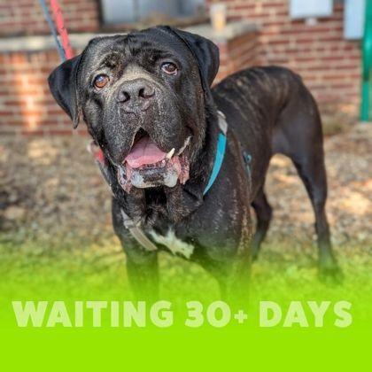Enlarge Slow Mo, a Adoptable mixed breed in Richmond, VA image 2/3