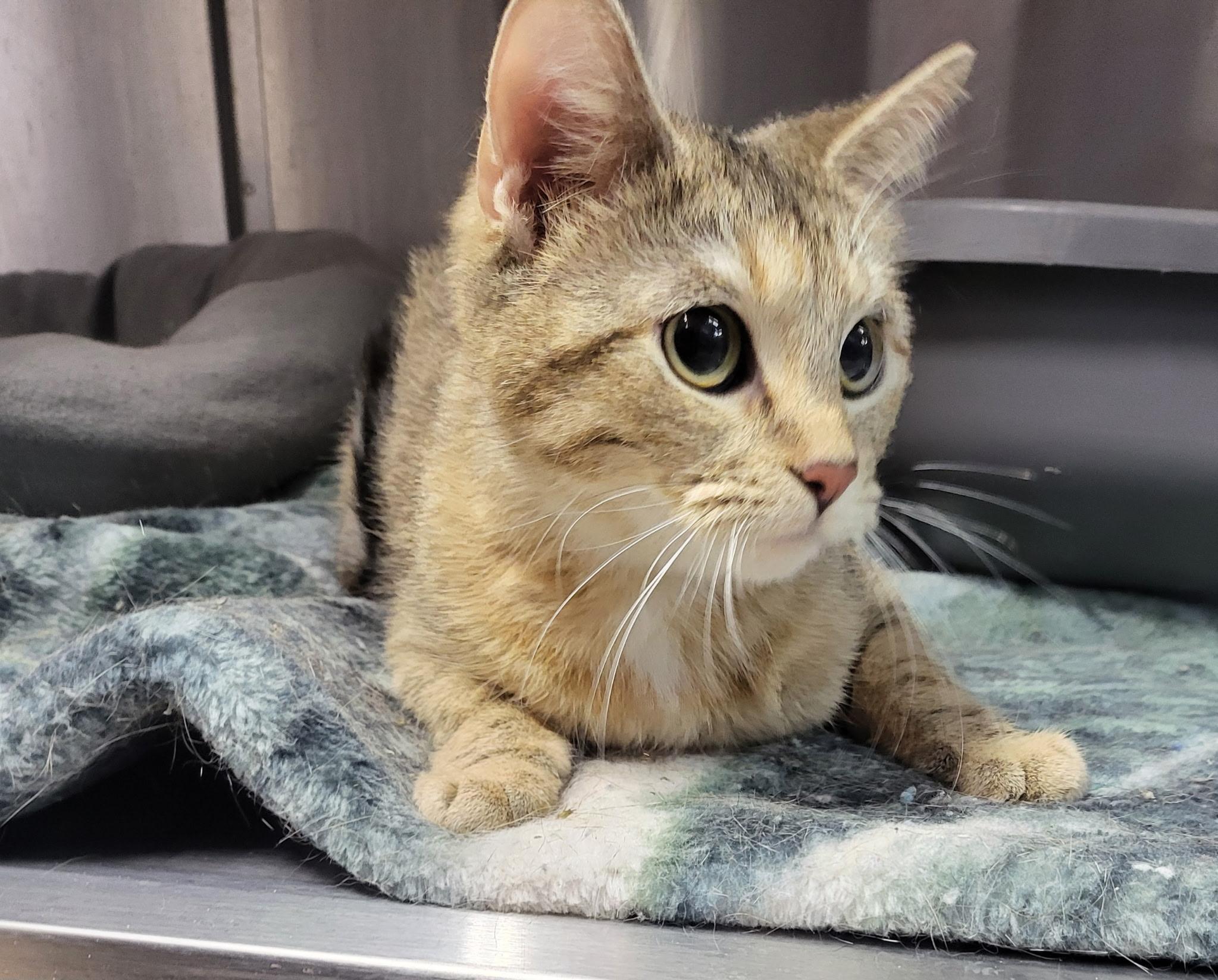 Tassie, ADOPTABLE, Young Female Domestic Short Hair.