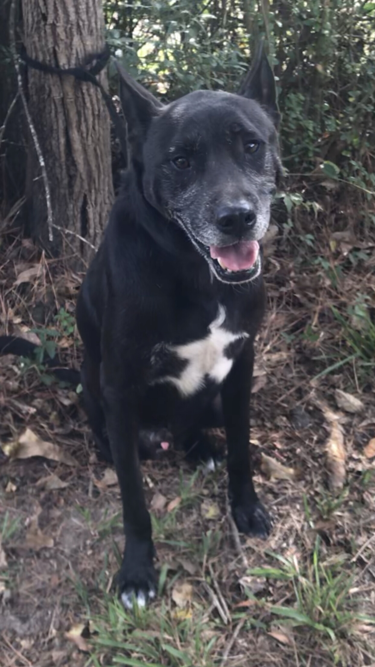 Rafa, Adoptable, Adult Male Doberman Pinscher.