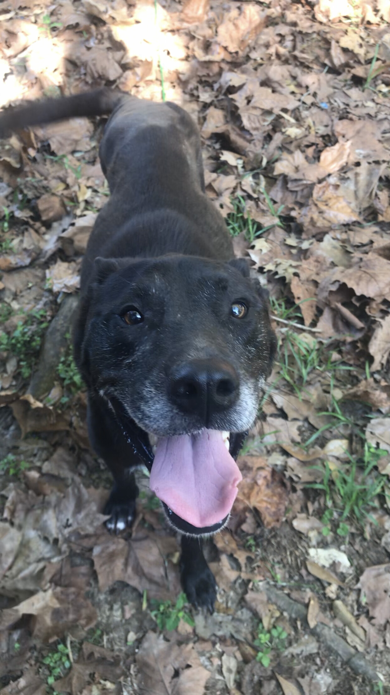 Rafa, a Adoptable Doberman Pinscher in Baton Rouge, LA image 2/5